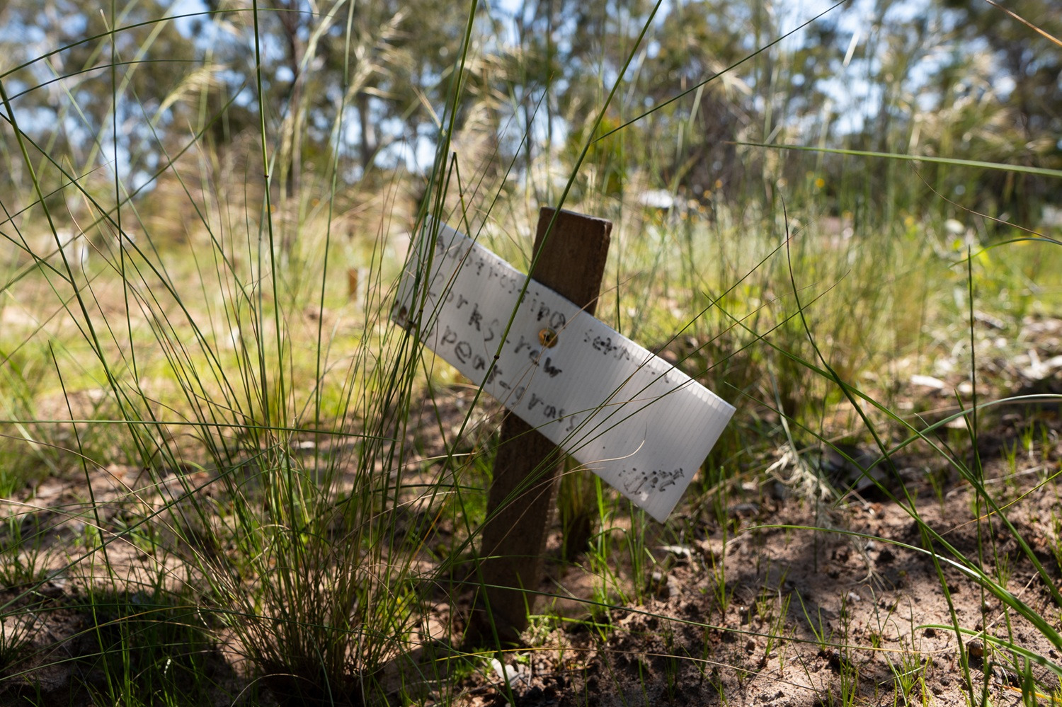 A sign in front of native grass.