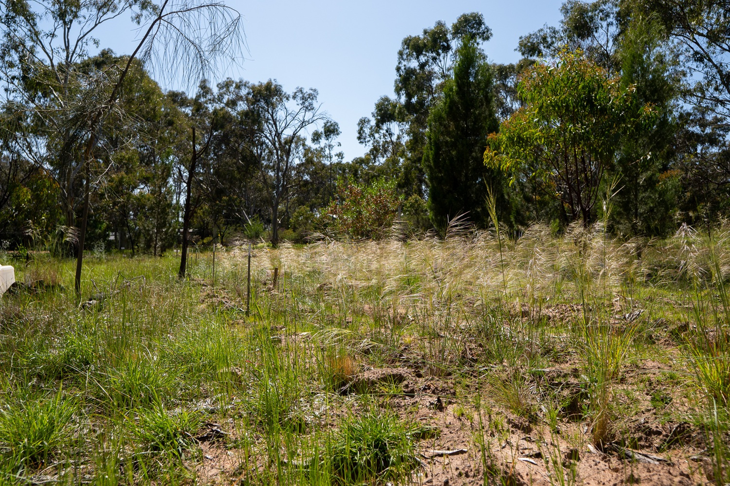 Native grasses being restored at Wadmore Park.