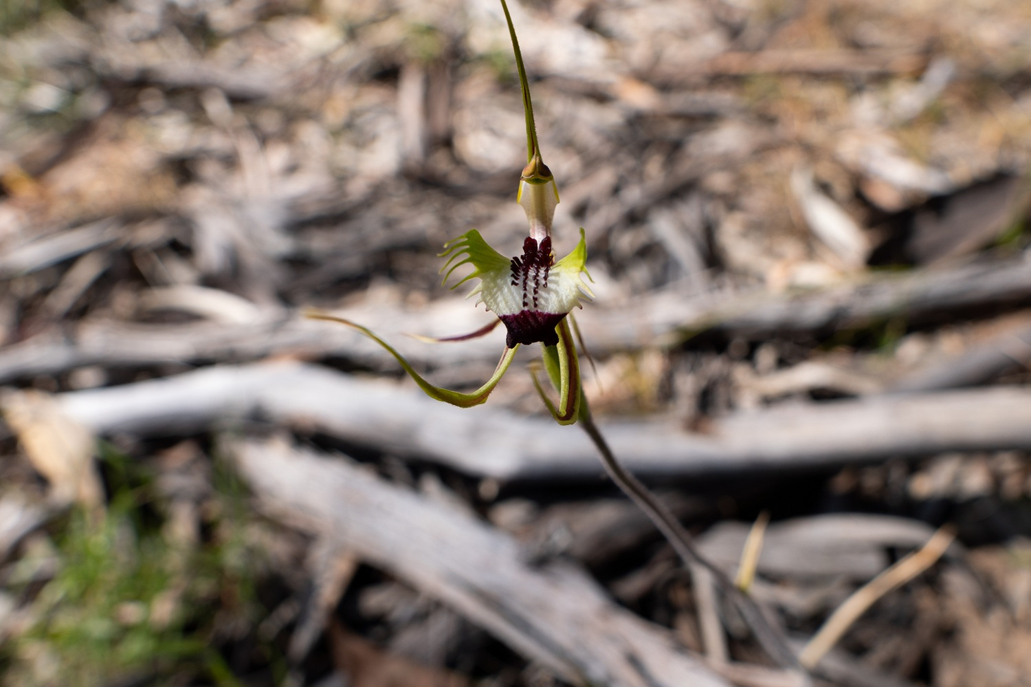 A spider orchid.