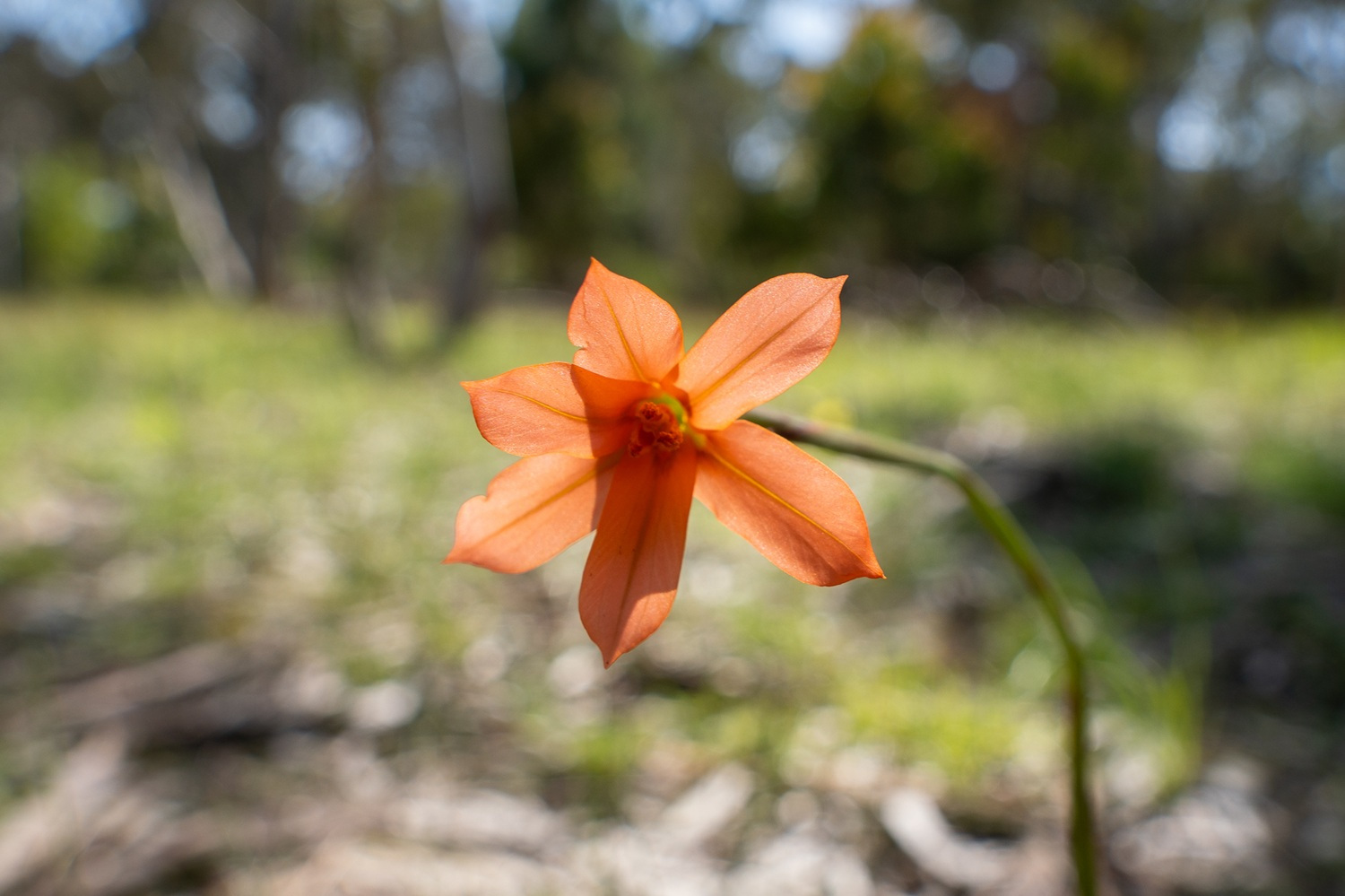 A cape tulip flower.