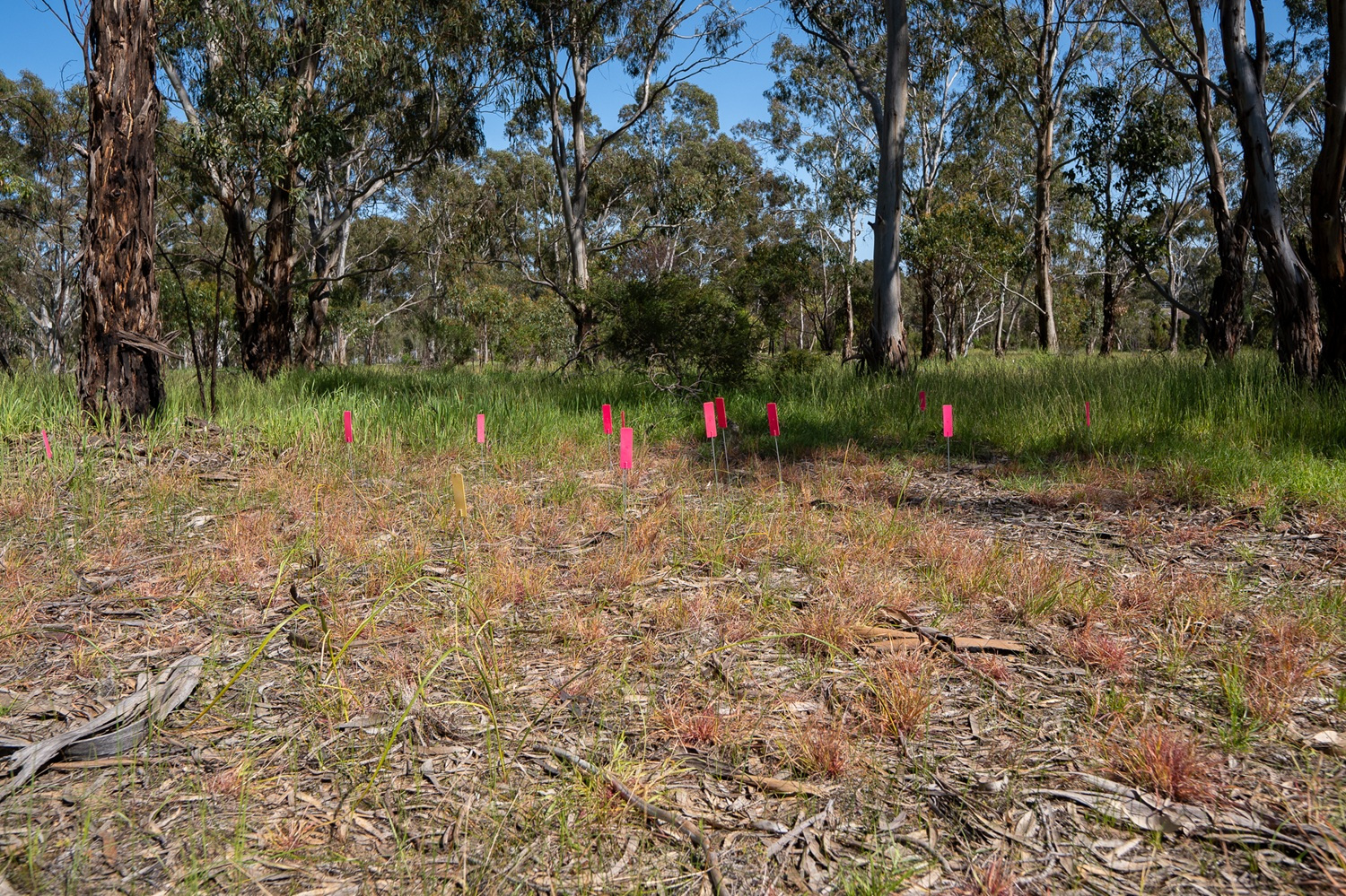 Pink markers in a native grass area of a park.