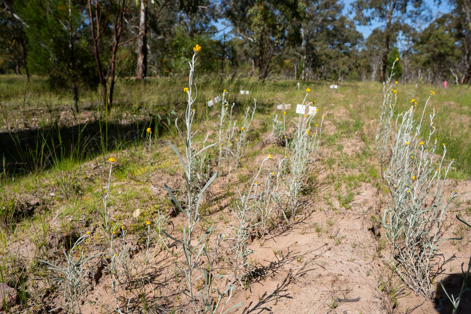 A plot of native flowers in a park.