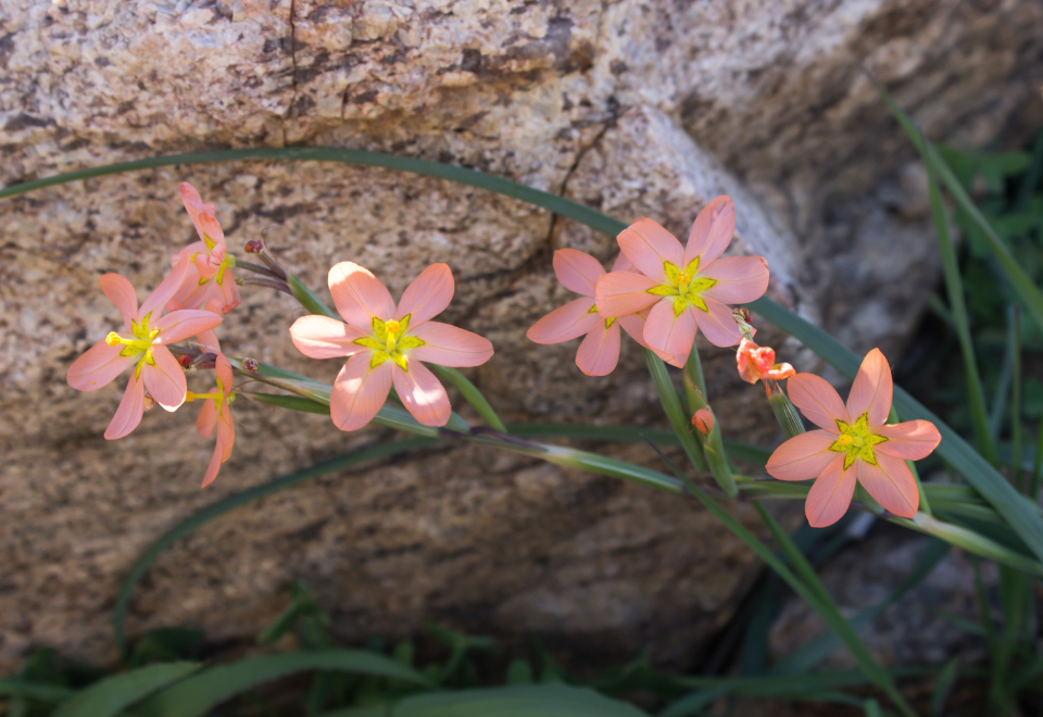 Cape tulip growing against a rock with pink flowers