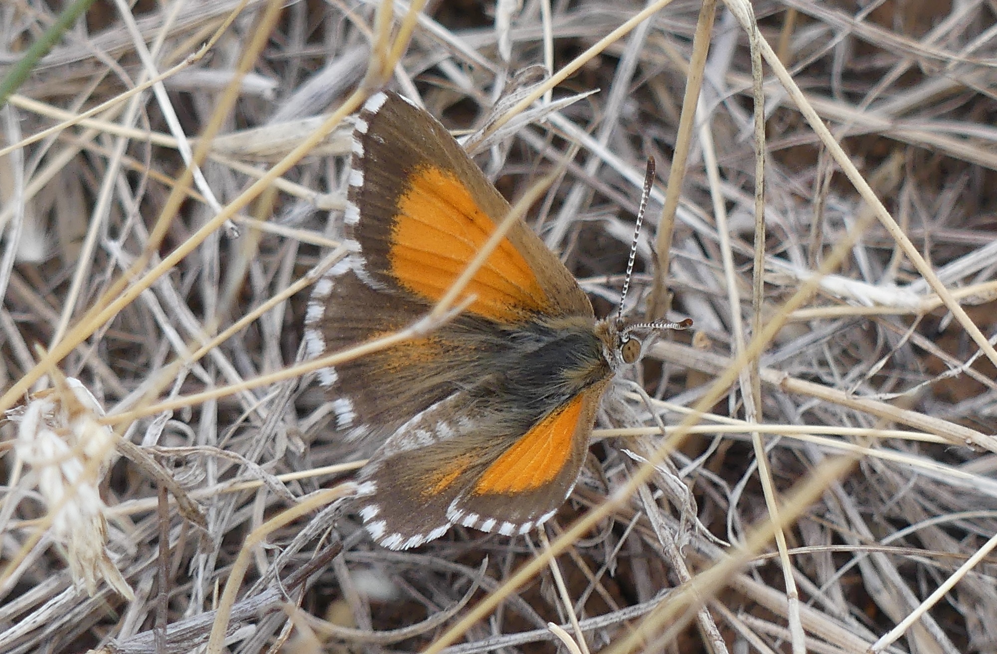 A chequered copper butterfly.