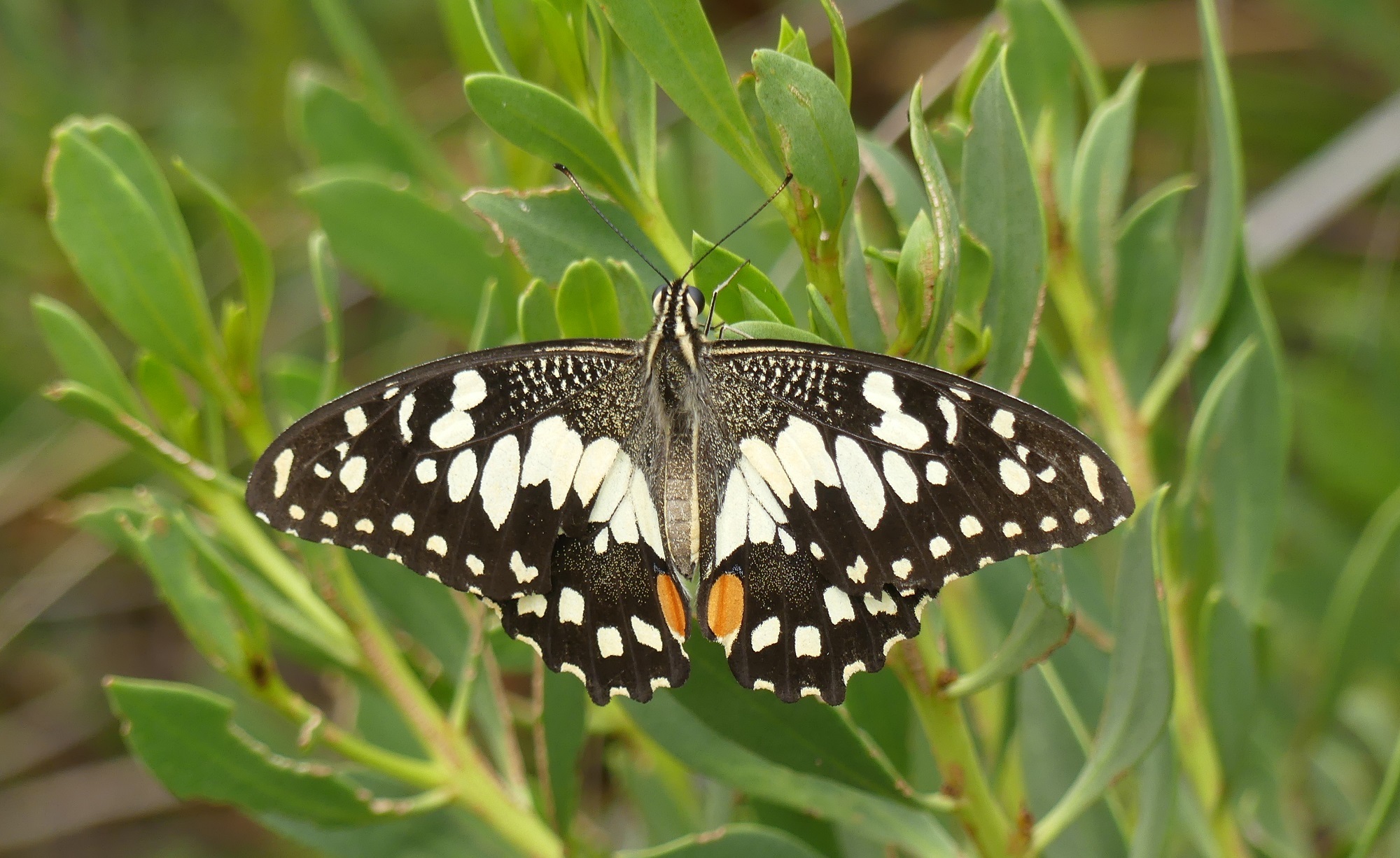 Chequered swallowtail butterfly-credit Matt Endacott