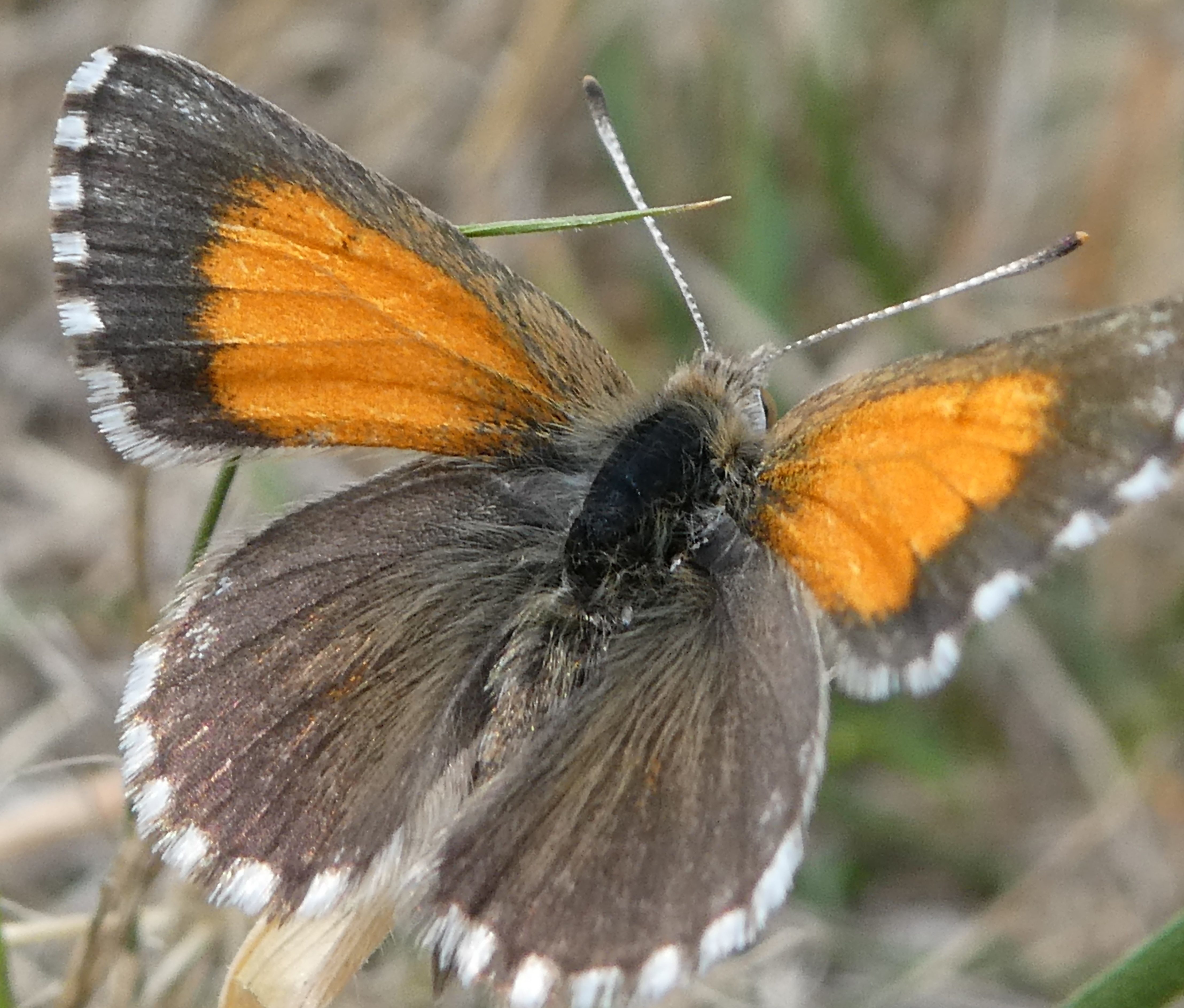 Creating a more butterfly friendly Adelaide - Green Adelaide
