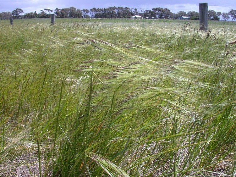 Chiliean needlegrass, a weed, in a paddock