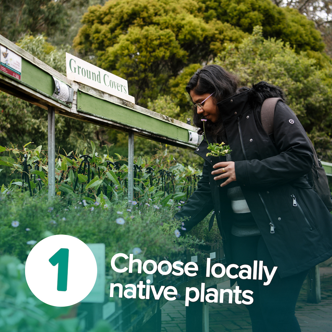 Choose locally native plants