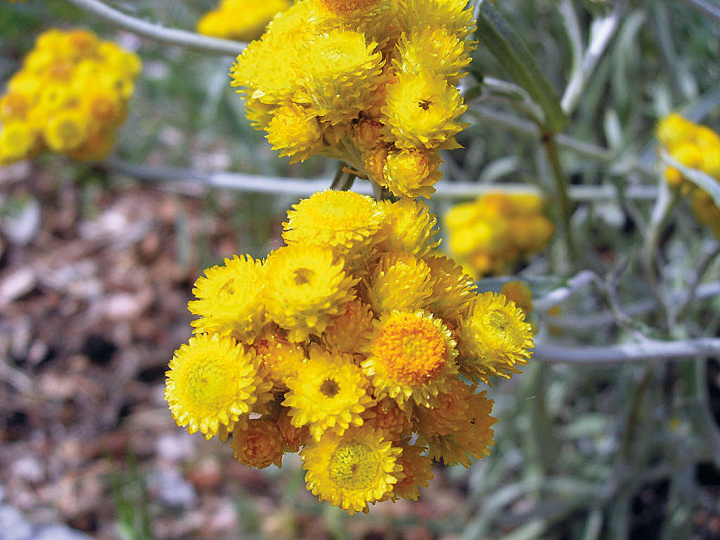 common everlasting-Caro Taylor