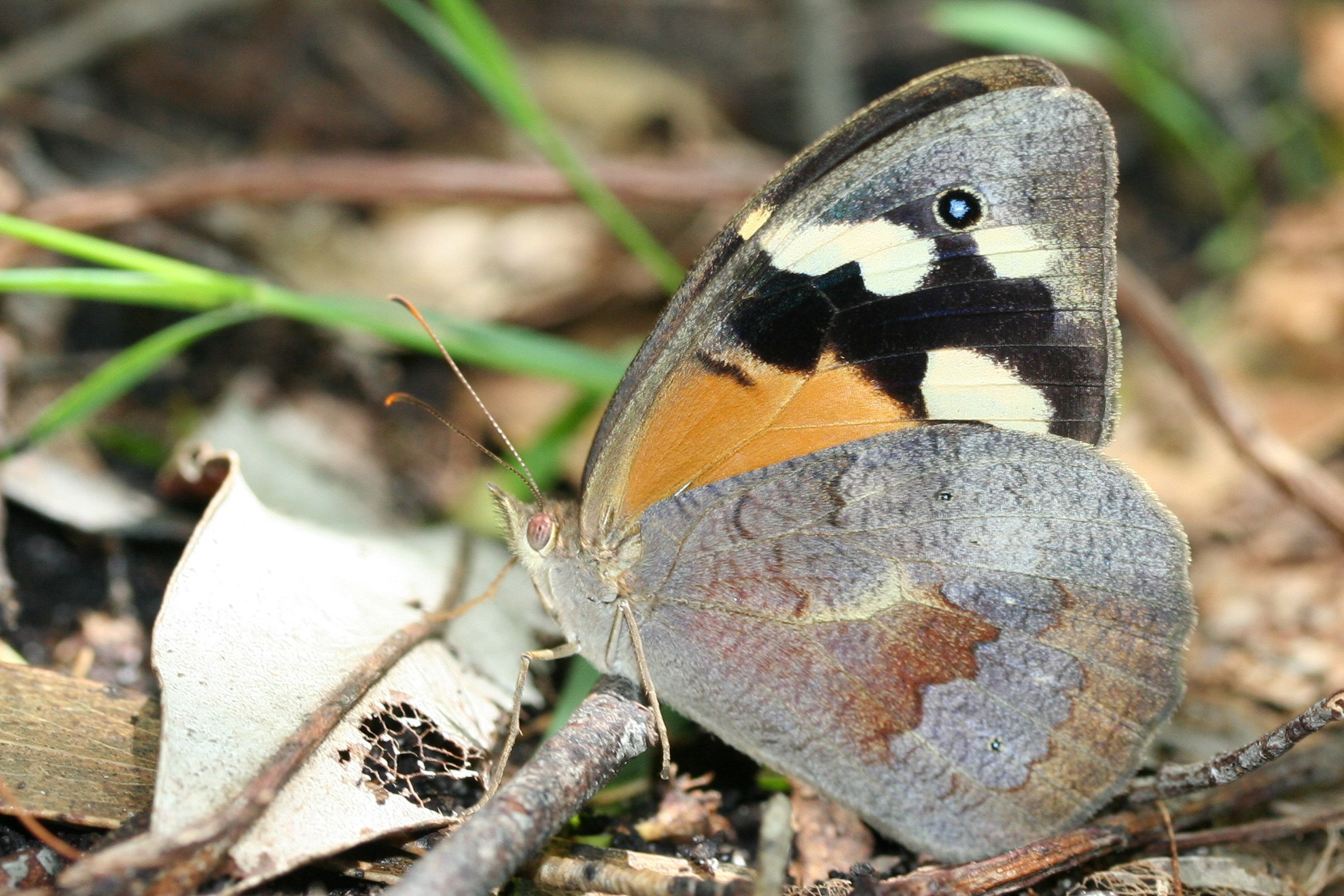 Common brown butterfly-photo Martin Stokes