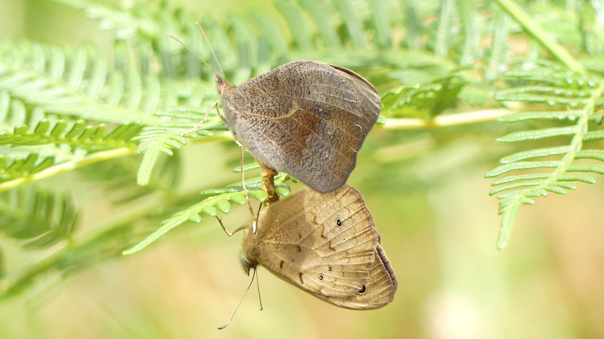 Two common brown butterflies – female on top and male on the bottom