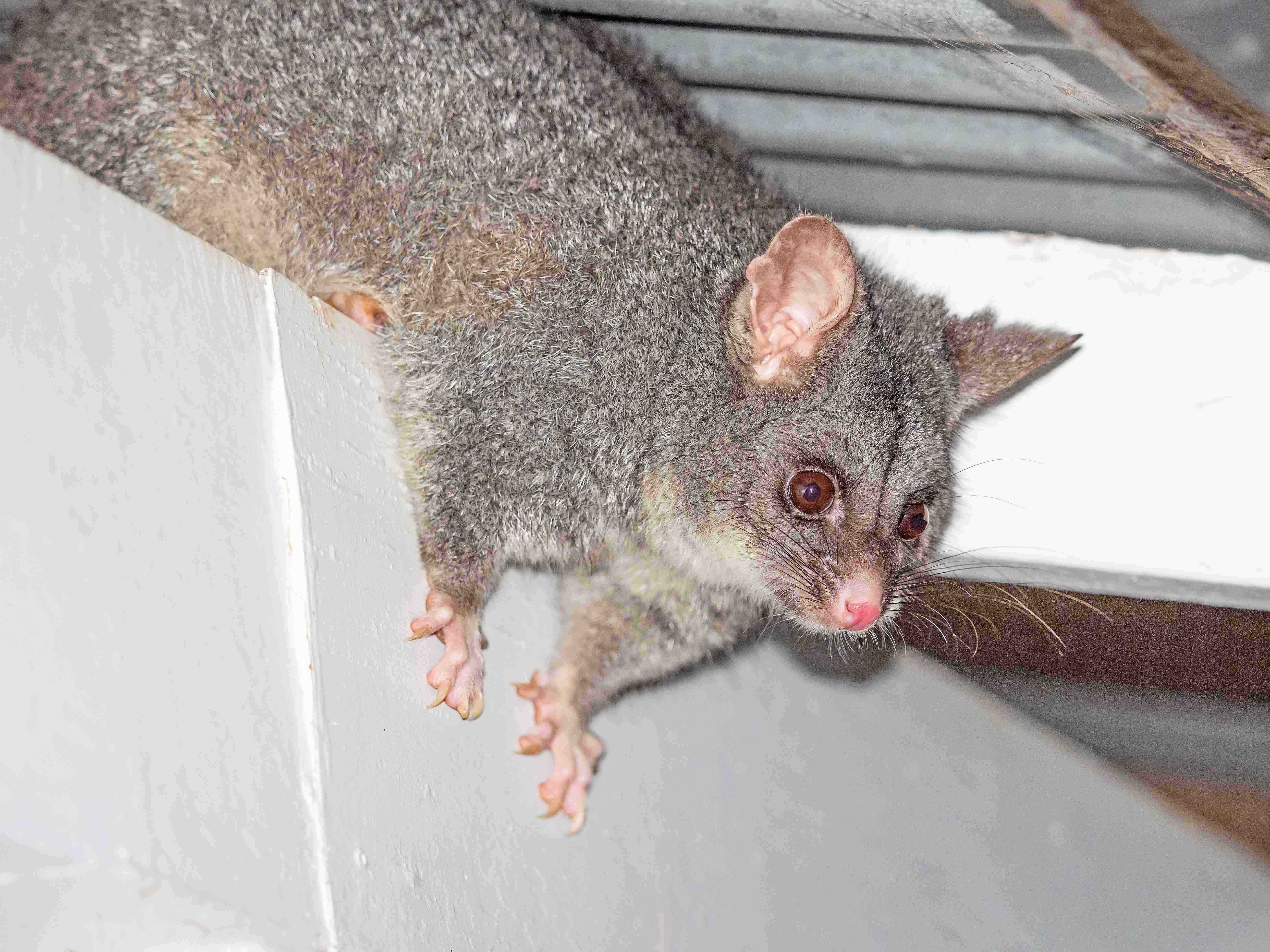 A brushtail possum above a wall in a roofspace.