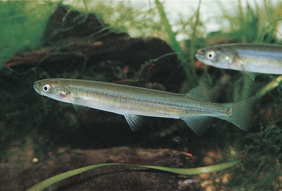 Common galaxias, a small silver-bodied fish, swimming