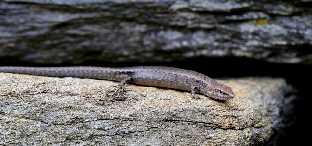 5 Common Lizards Of Adelaide Green Adelaide