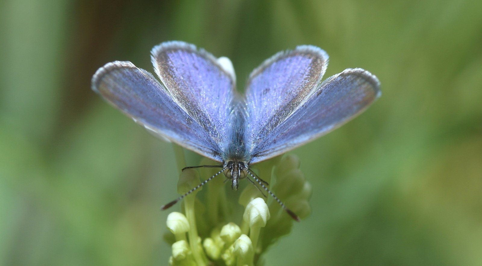 Common grass-blue-photo Martin Stokes