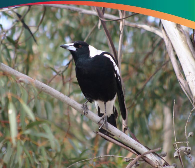 Common urban & bushland birds playing cards - Green Adelaide