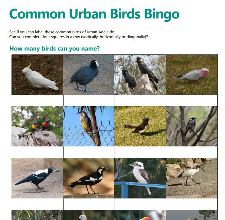 Common urban birds bingo - Green Adelaide