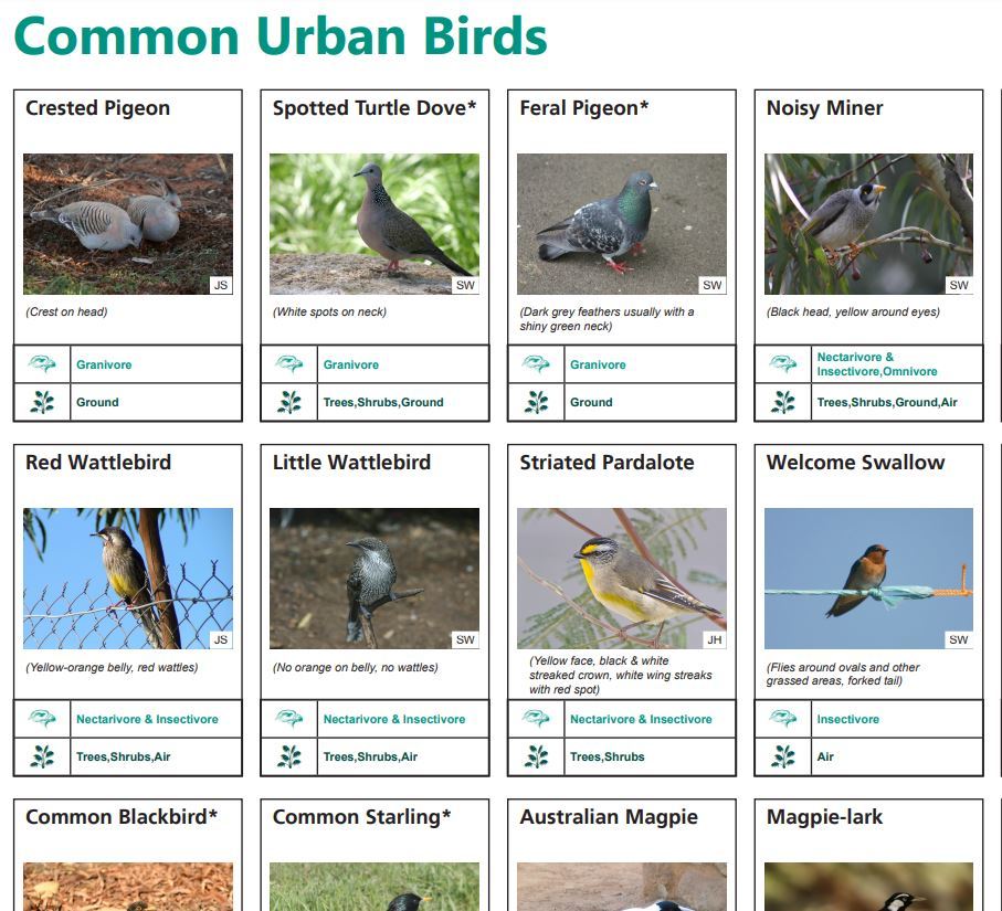 Common urban birds identification chart - Green Adelaide