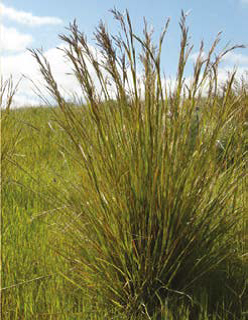 A clump of coolatai grass