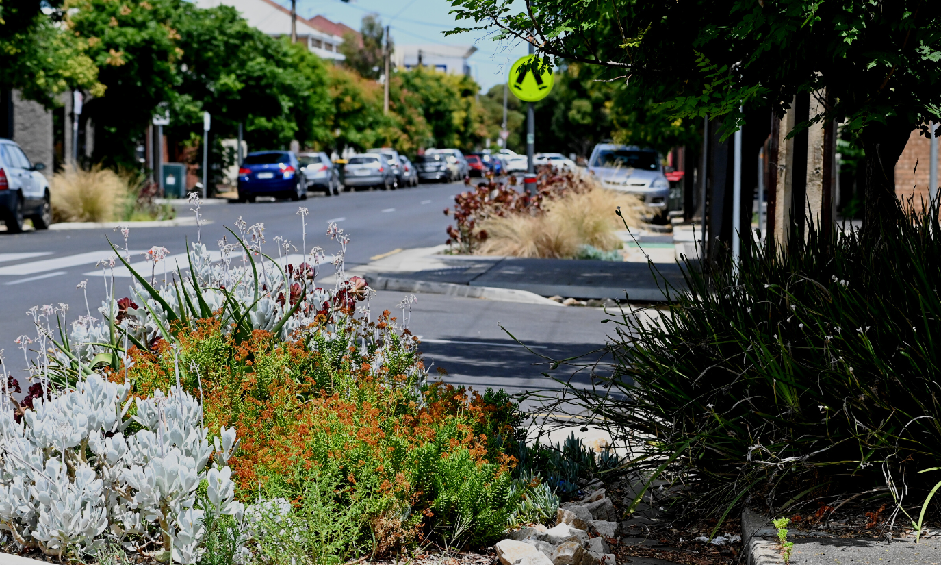 A raingarden in a streetscape