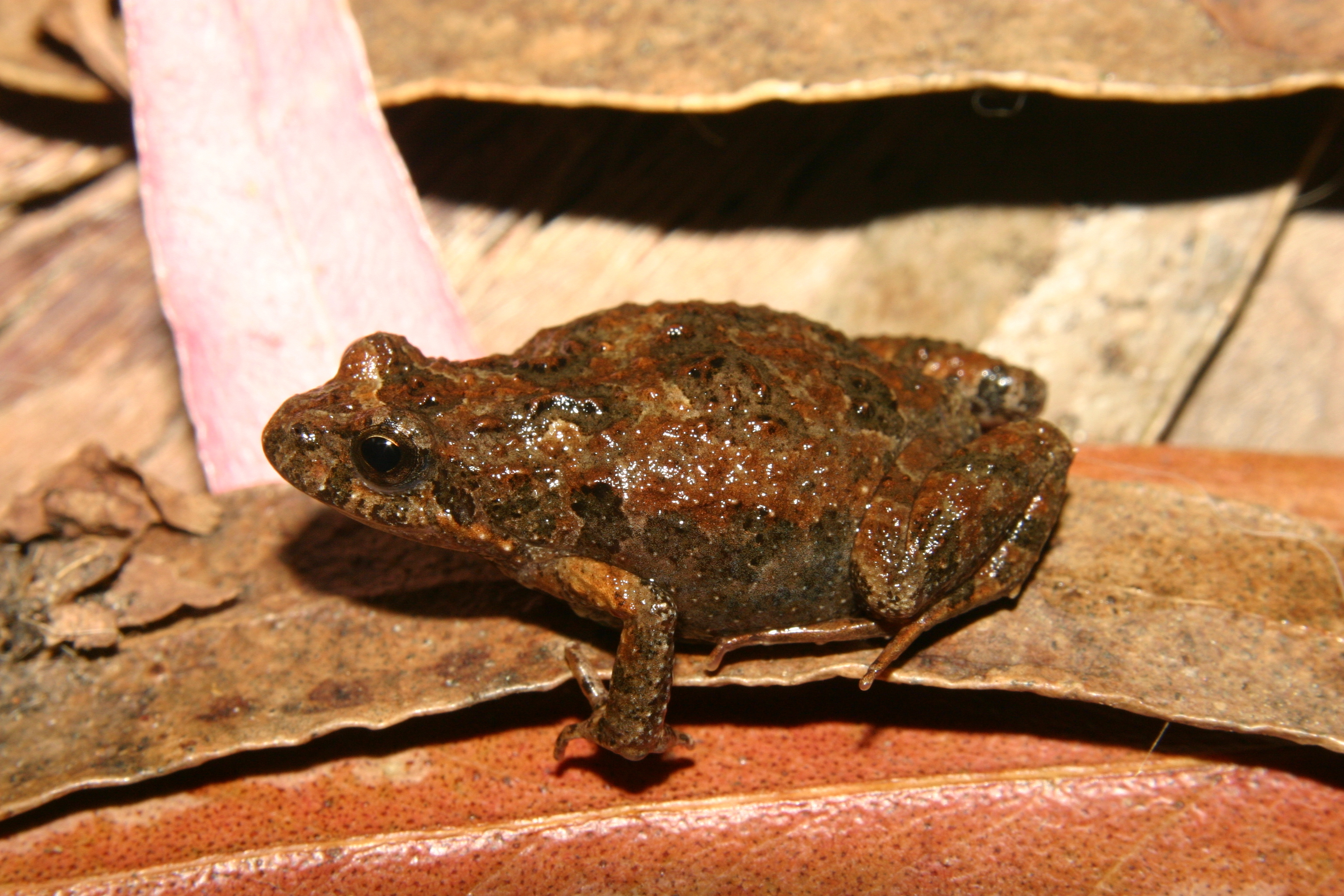 common froglet-Steve Walker