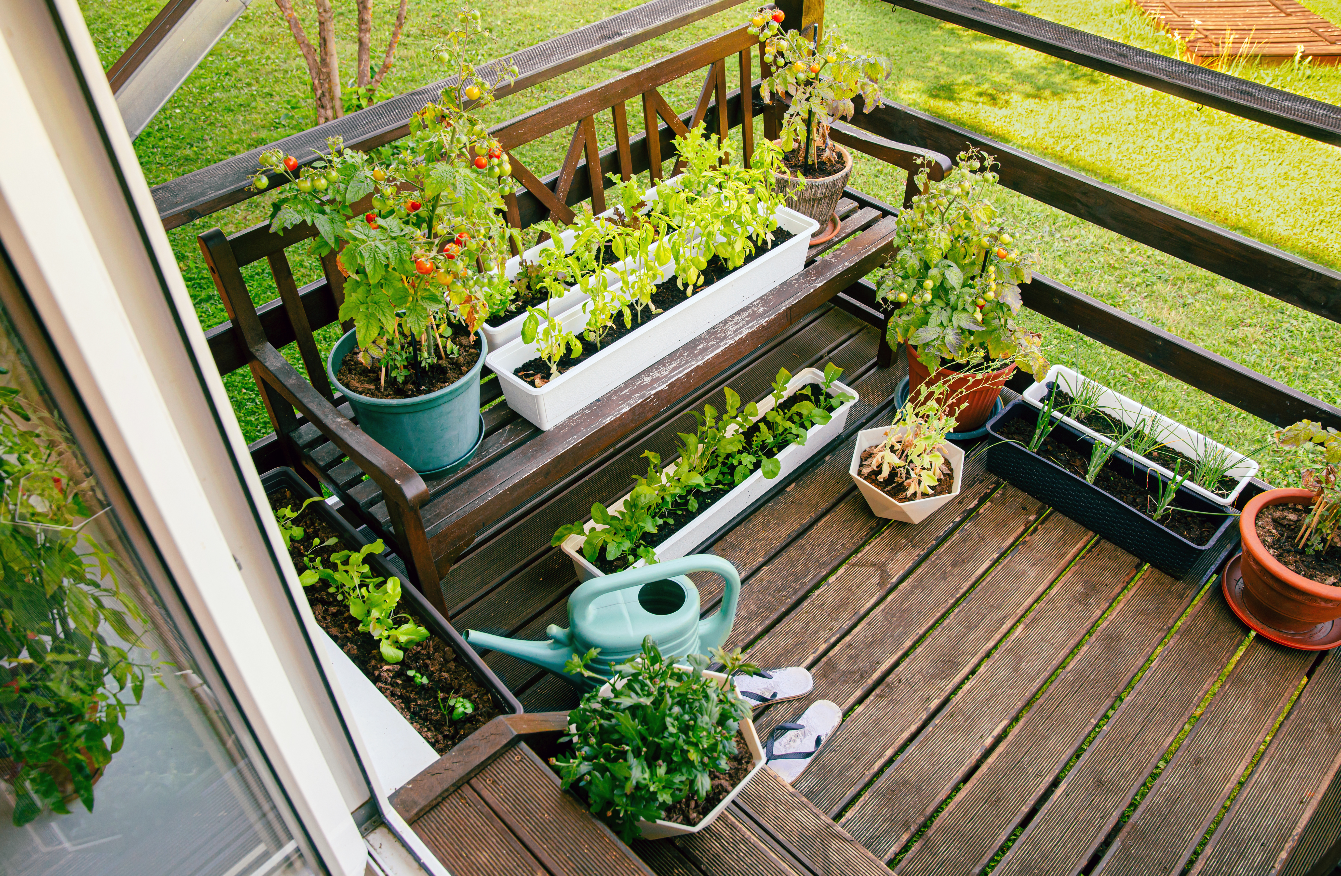 A small outdoor wooden deck for a small food garden. A watering can, small tomato plants and herbs in pots sit on the deck, steps and shelves. The deck overlooks a tidy lawn. Photo: Helen Loik-Thomson on iStock