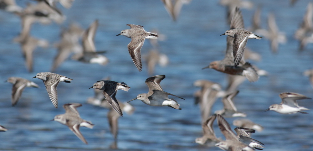 curlew sandpiper with red-necked stints-Martin Stokes