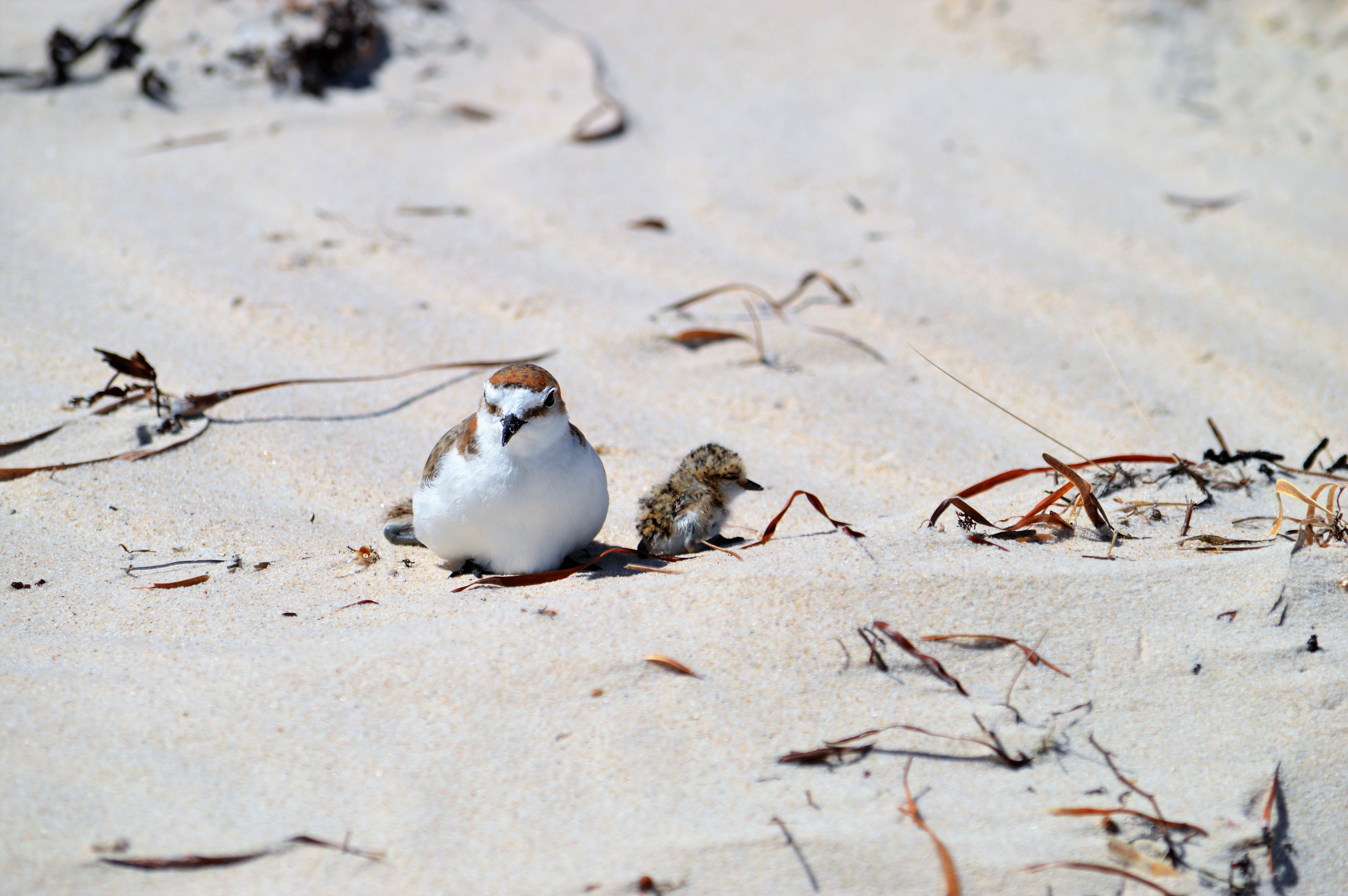 red-capped plover and chick-credit Kerri Bartley