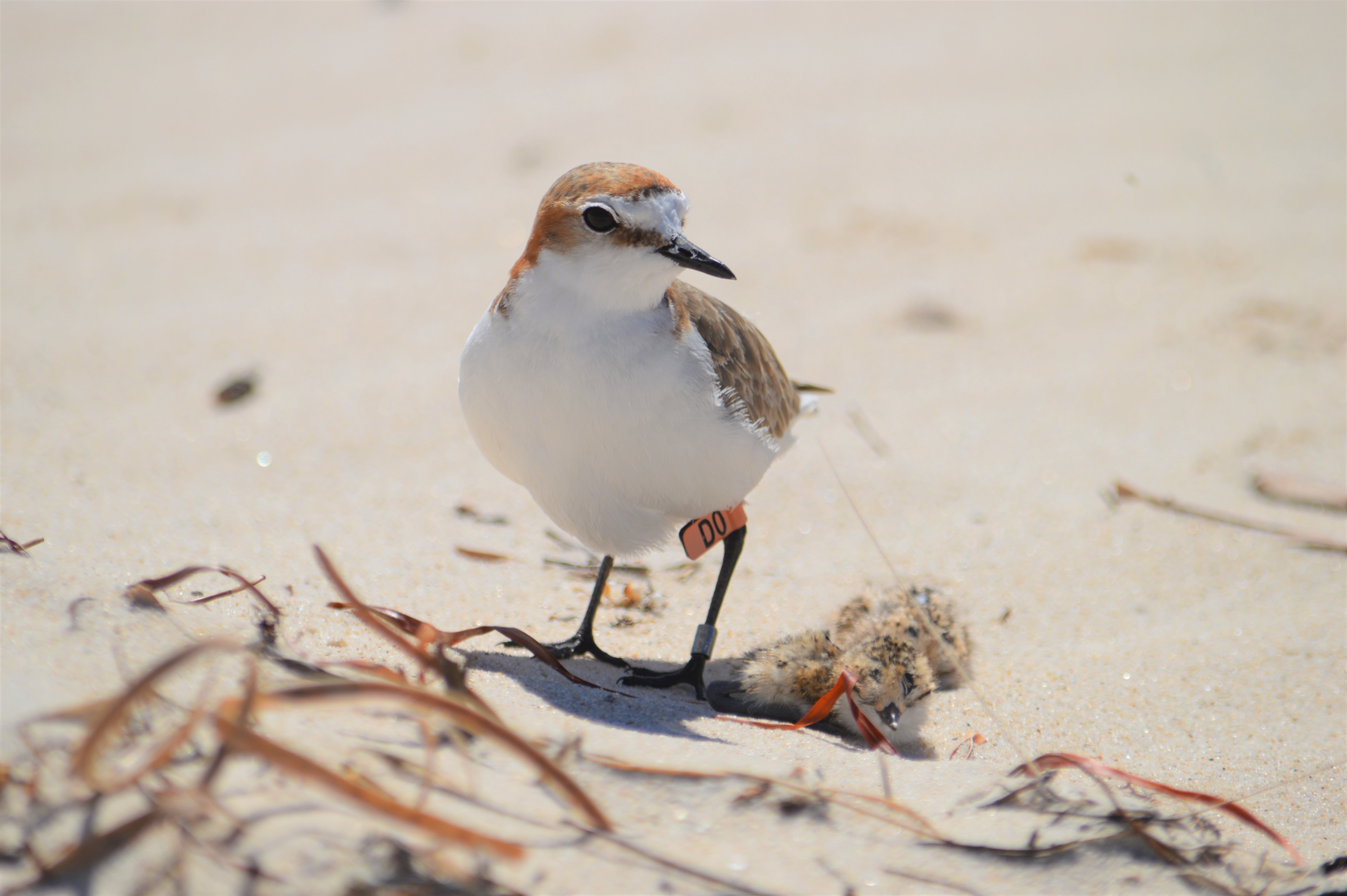 A red-capped plover adult with its two chicks-credit Kerri Bartley