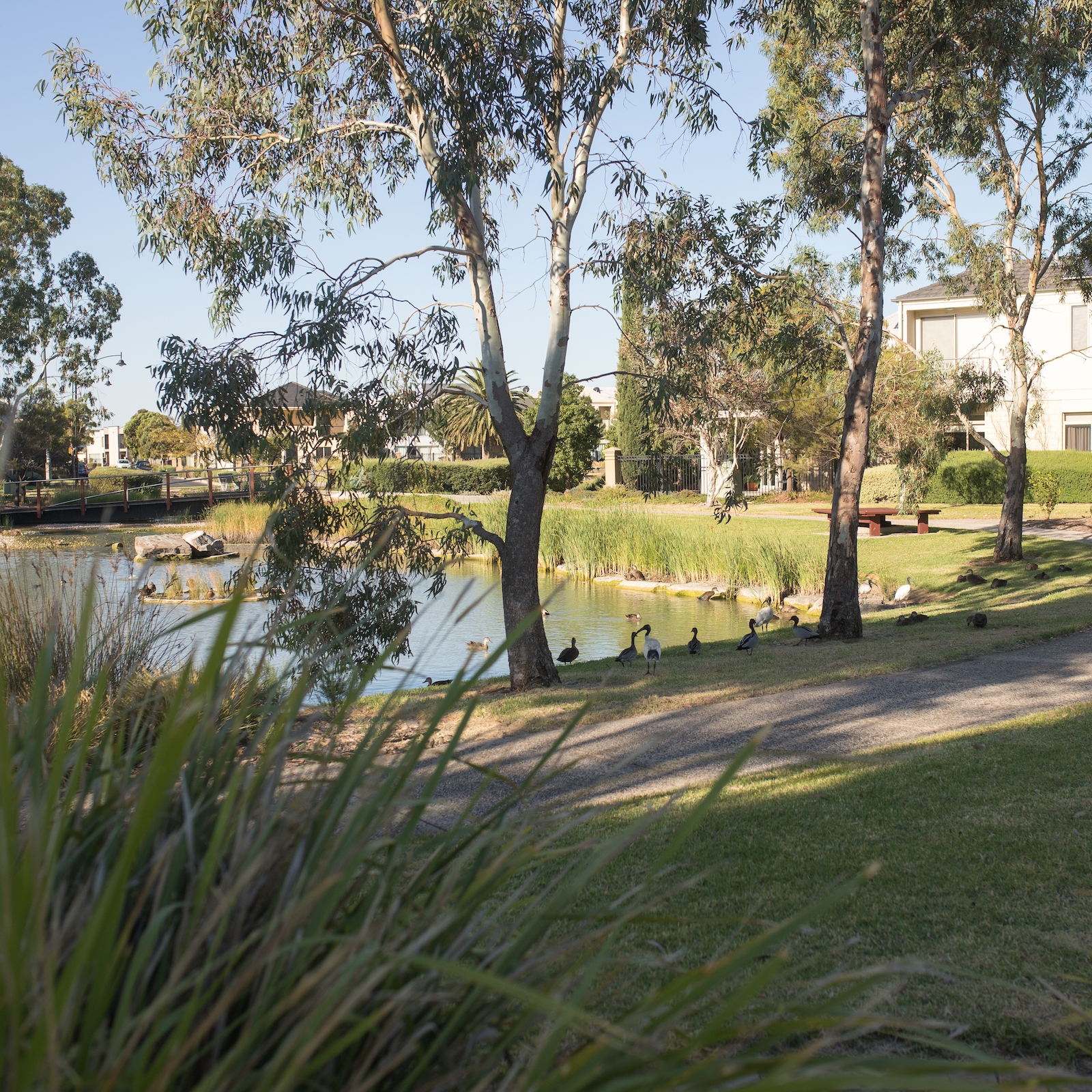 DEW Suburban Park Mawson Lakes 1082 EDIT - Green Adelaide