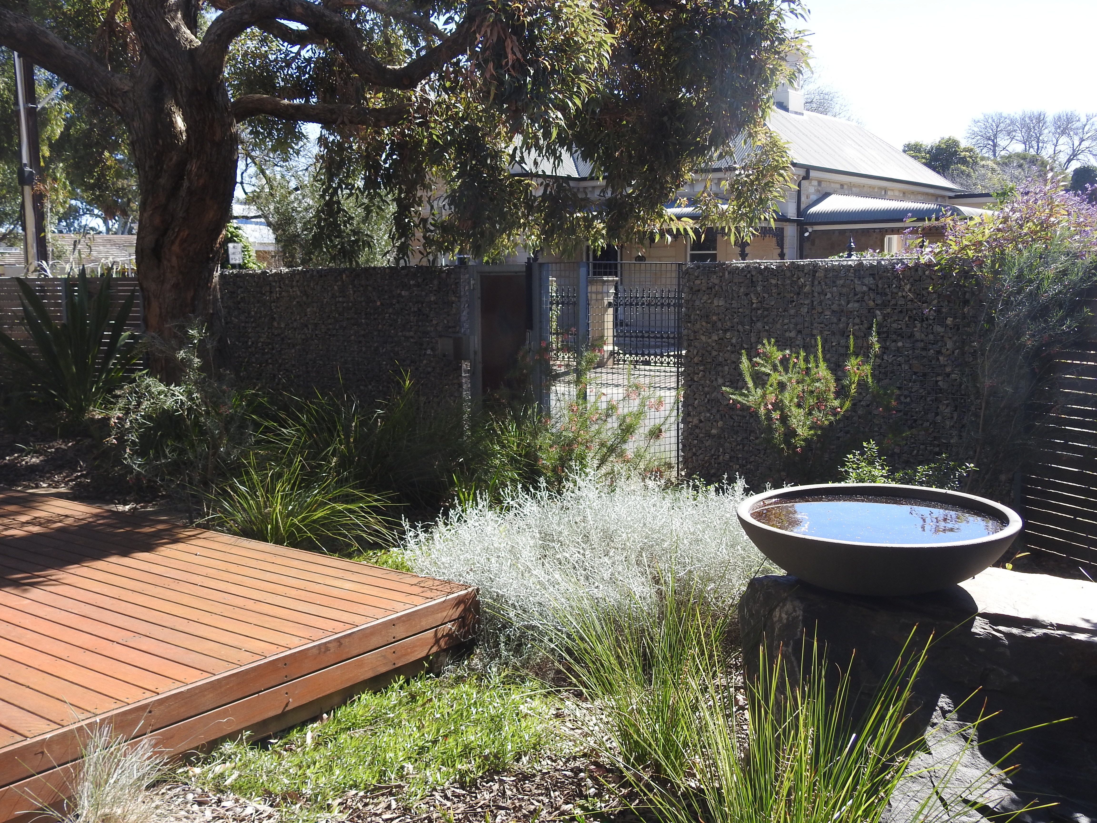 An established native plant garden with a bird bath-credit Nick Fewster, Urban Sustainable Landscapes