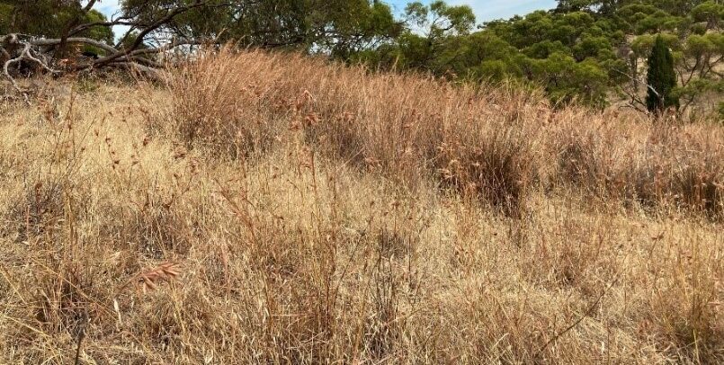 Coolatai grass patch