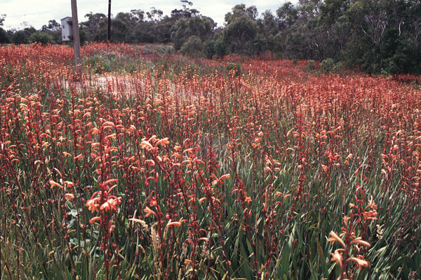 Dense infestation of bulbil watsonia