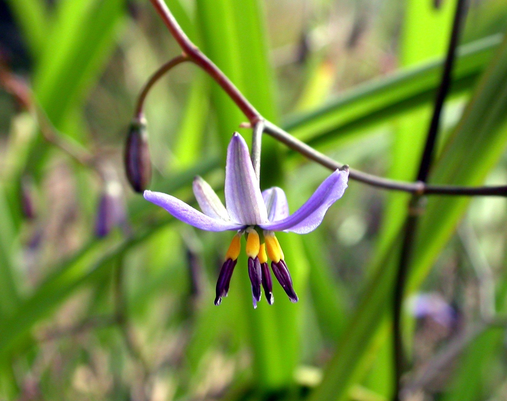 Short-stem flax lily-credit Ben Moulton.