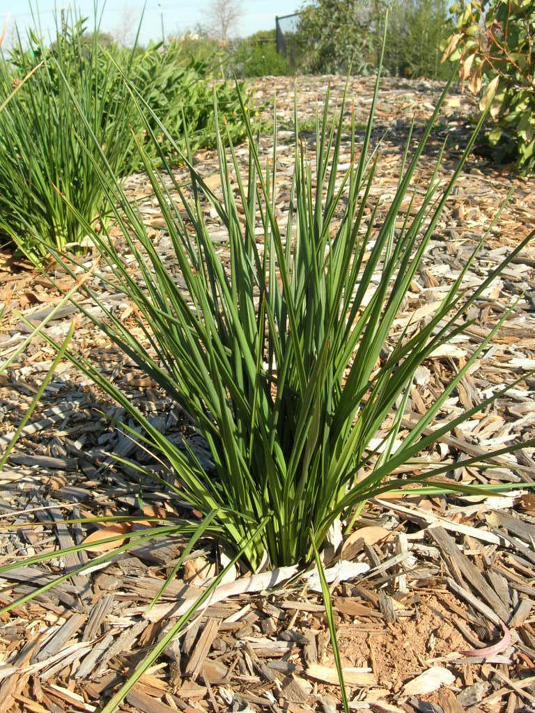 short-stem flax lily no flowers