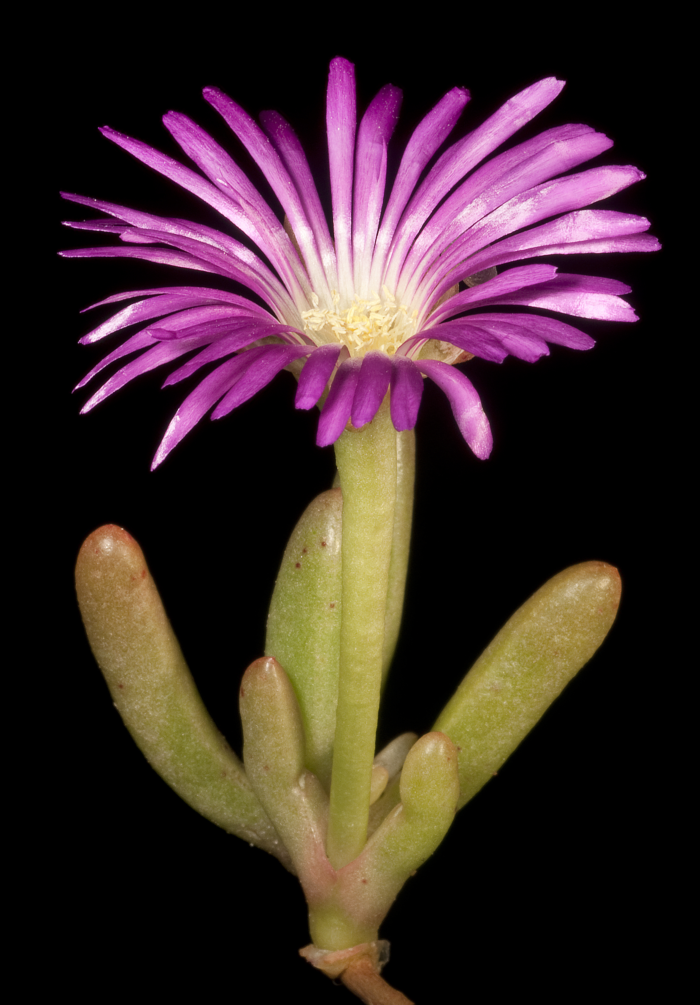 round-leaf pigface (Disphyma crassifolium)-Kevin Thiele, Wikimedia Commons