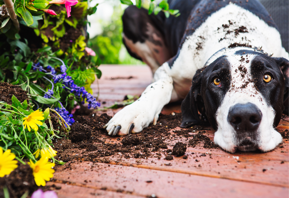 A dog laying beside a garden with soil on his face and paws