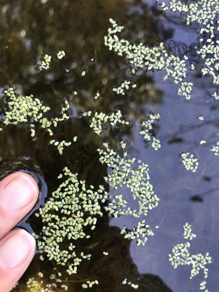 A close-up view of tiny green aquatic plant