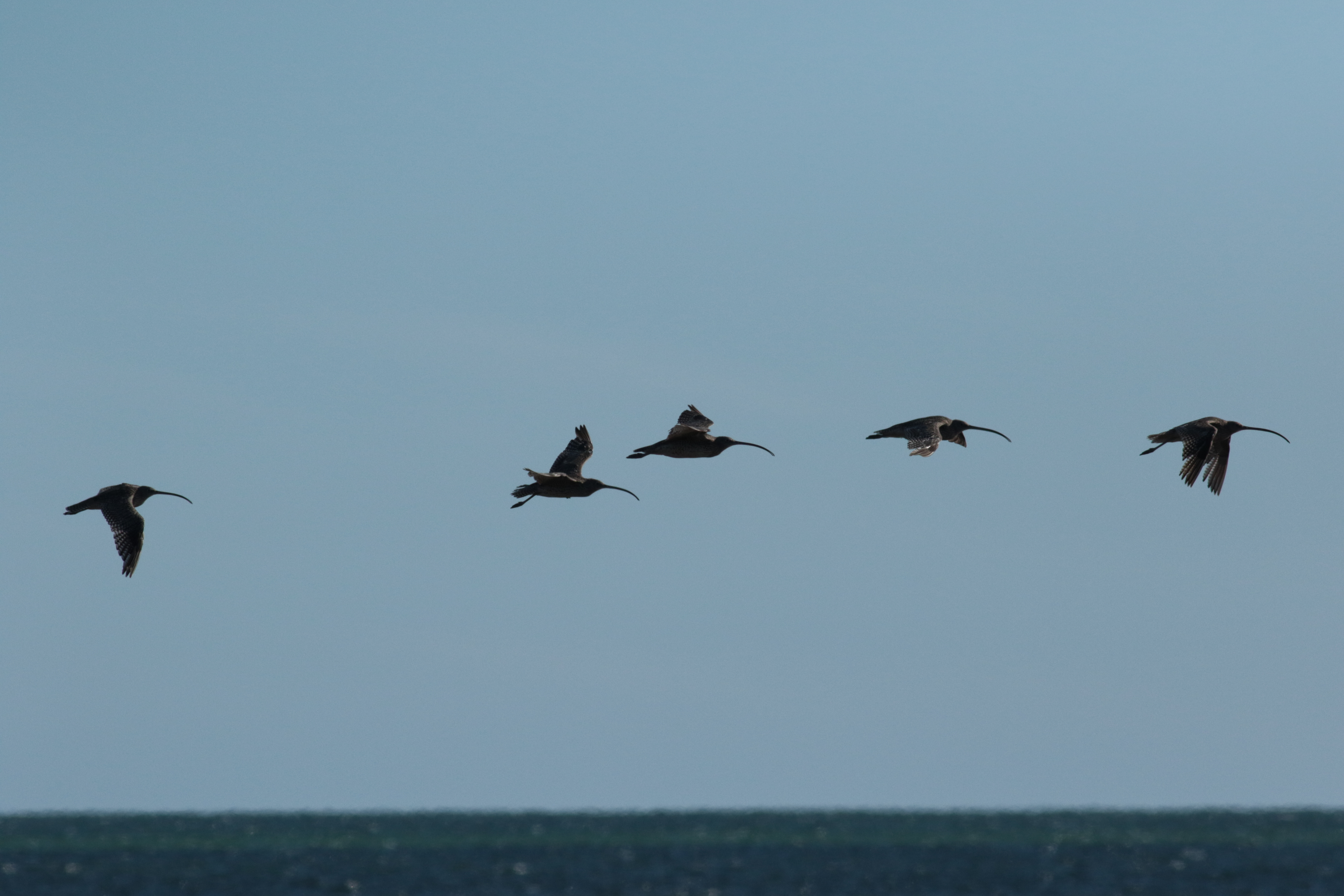 eastern curlews in flight-Martin Stokes