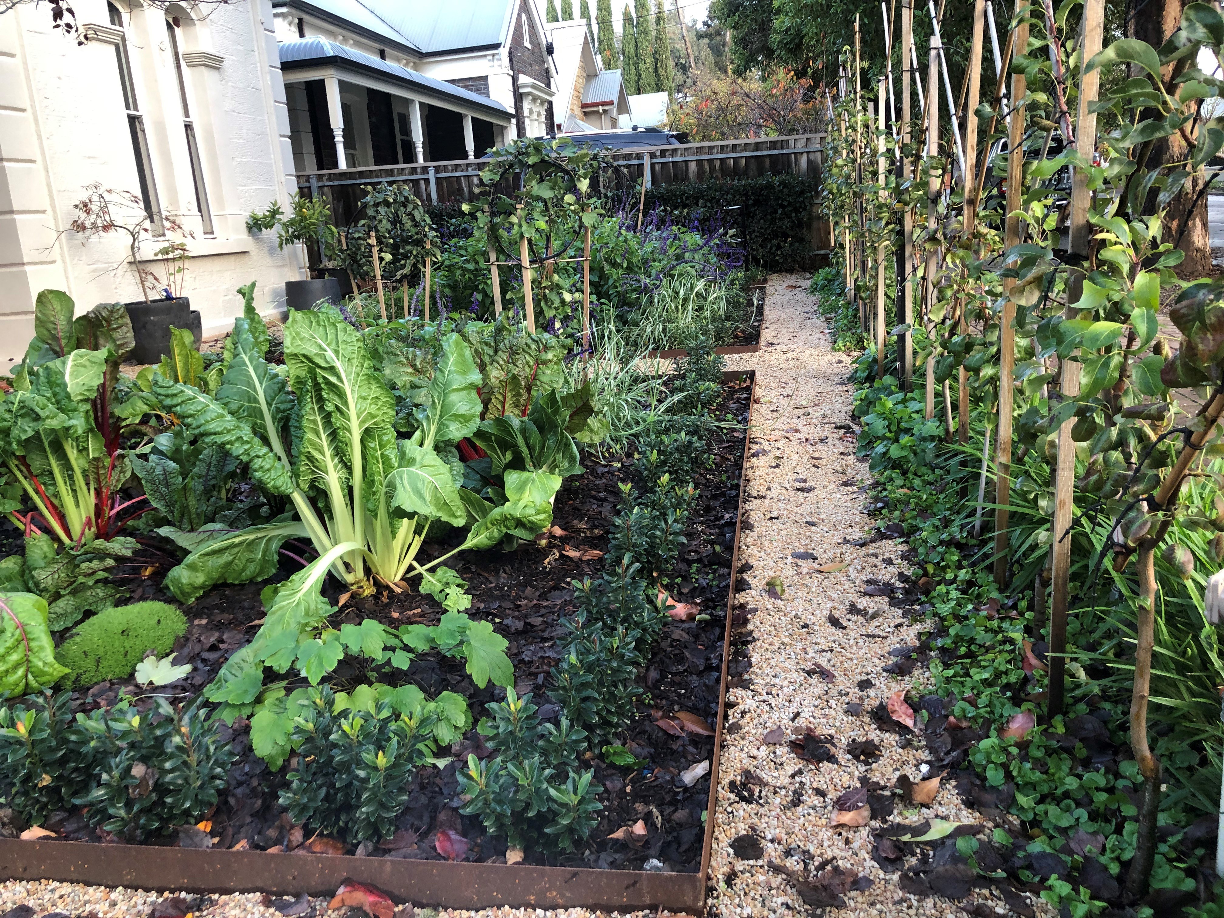 Food garden with large green leafy plants and straight path. Photo: Rebecca Connelly