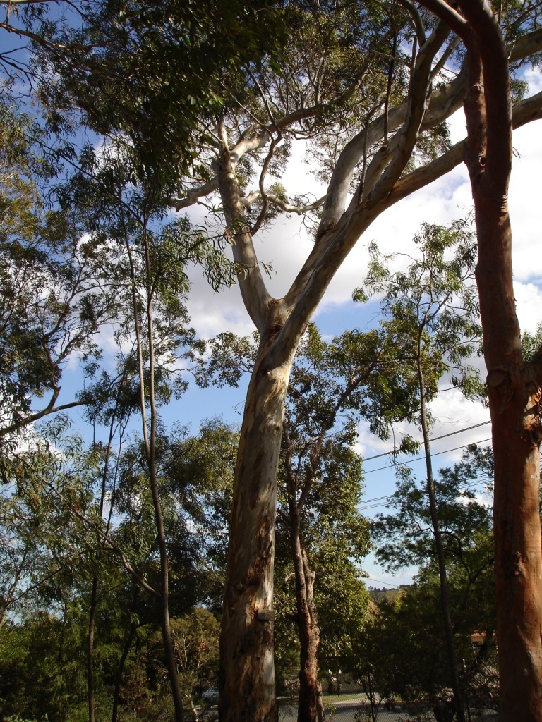 Large blue gum tree