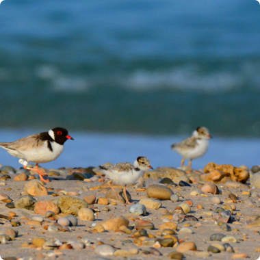 BECOME A COASTAL AMBASSADOR - Green Adelaide