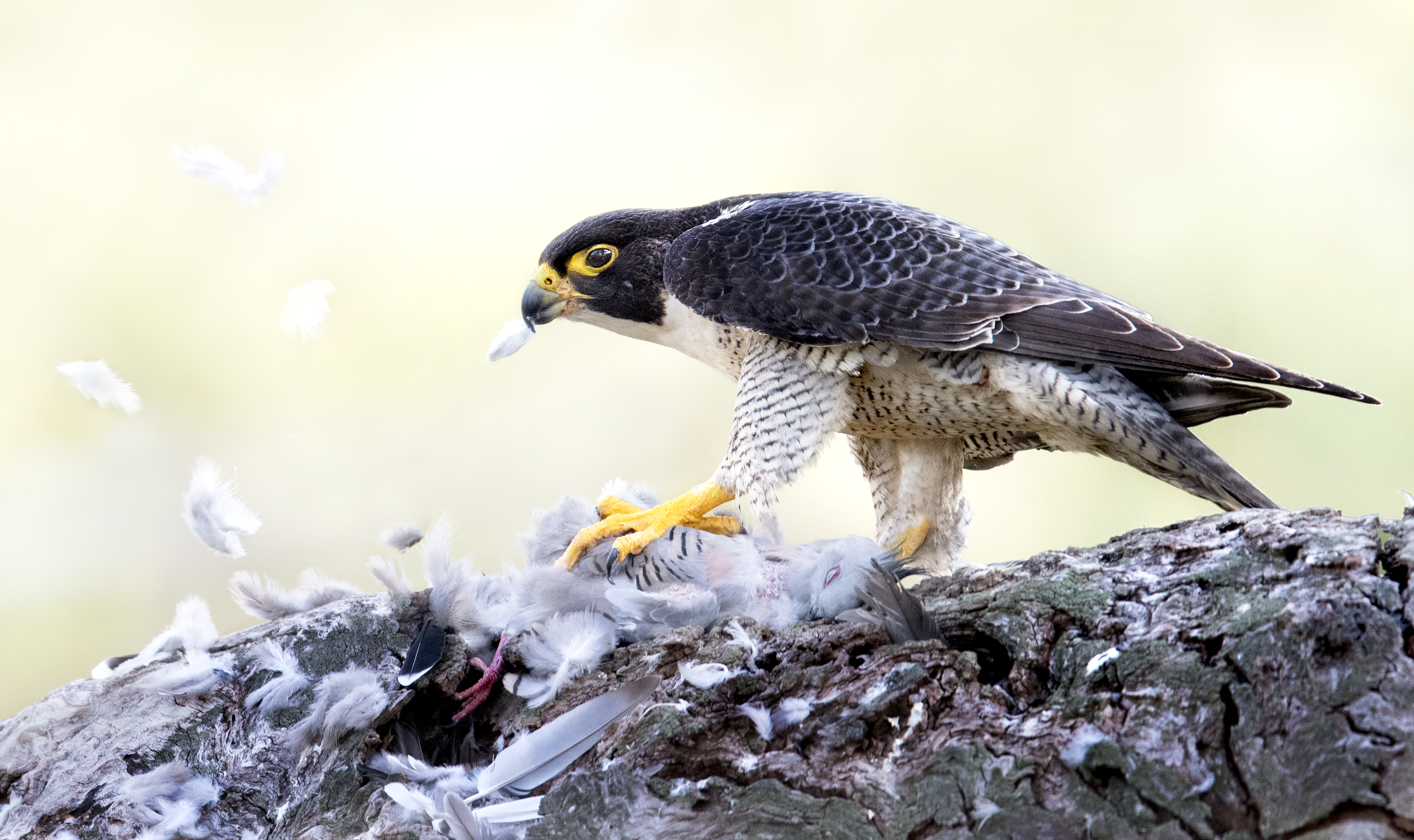 Peregrine falcon eating pigeon