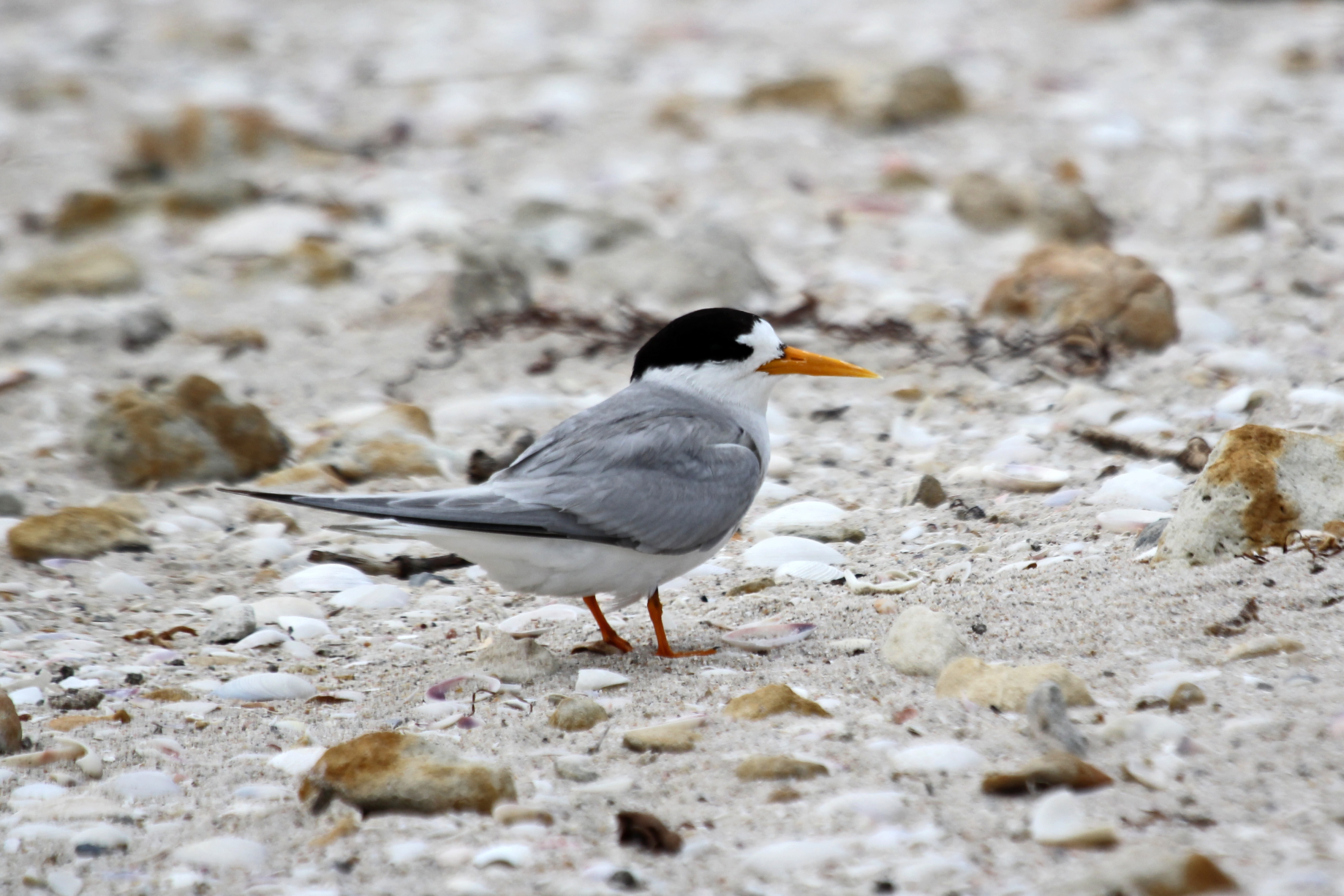 An adult fairy tern-credit Tony Flaherty.