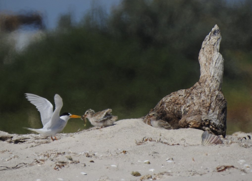 fairy tern adult feeding one of its 2 chicks, with the other one waiting-credit Mary-Ann van Trigt