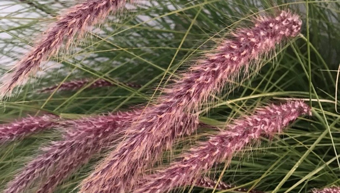 The feathery pink-purple seed heads of fountain grass. Photo: Monica Seiler