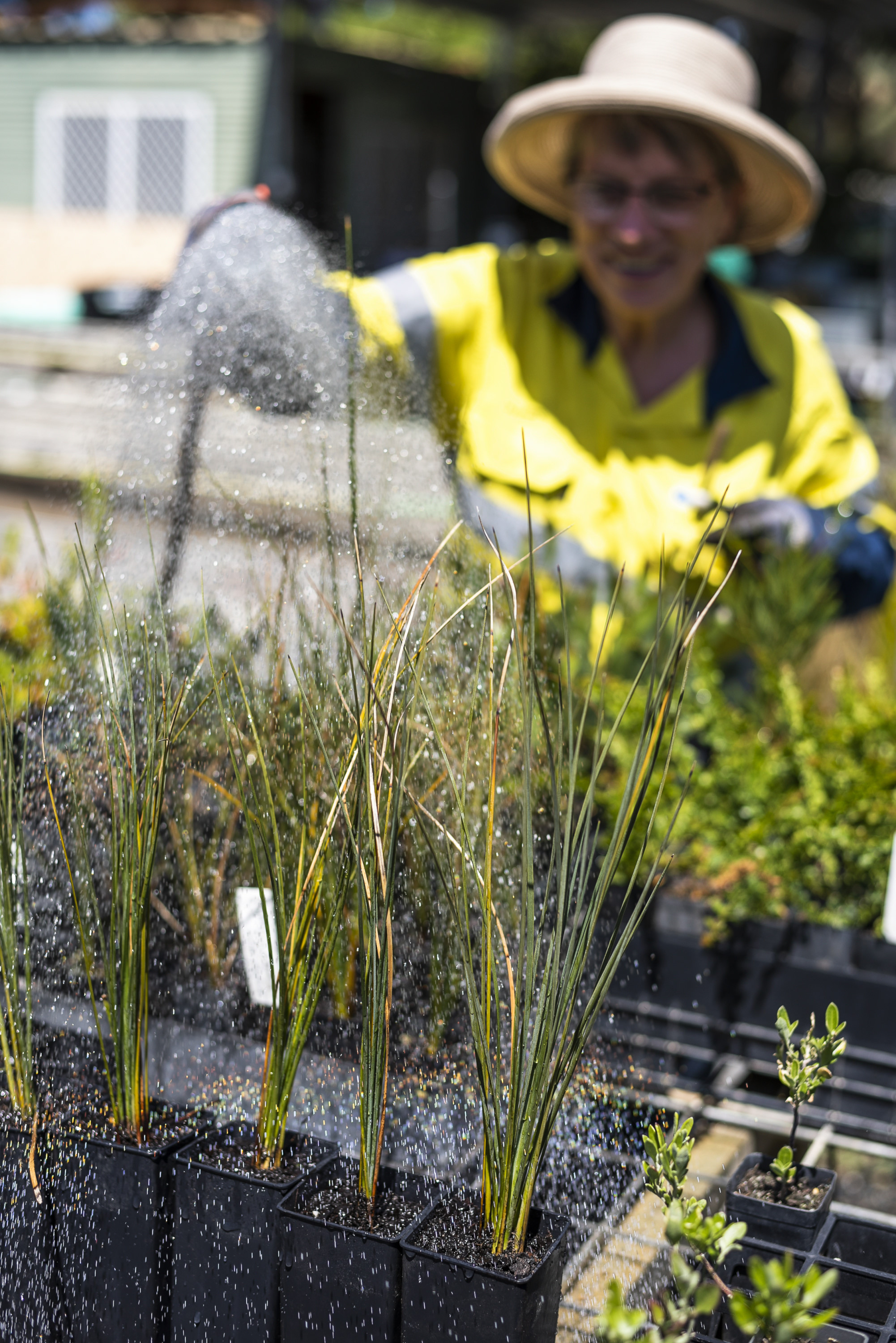 Person watering plants at a community nursery.