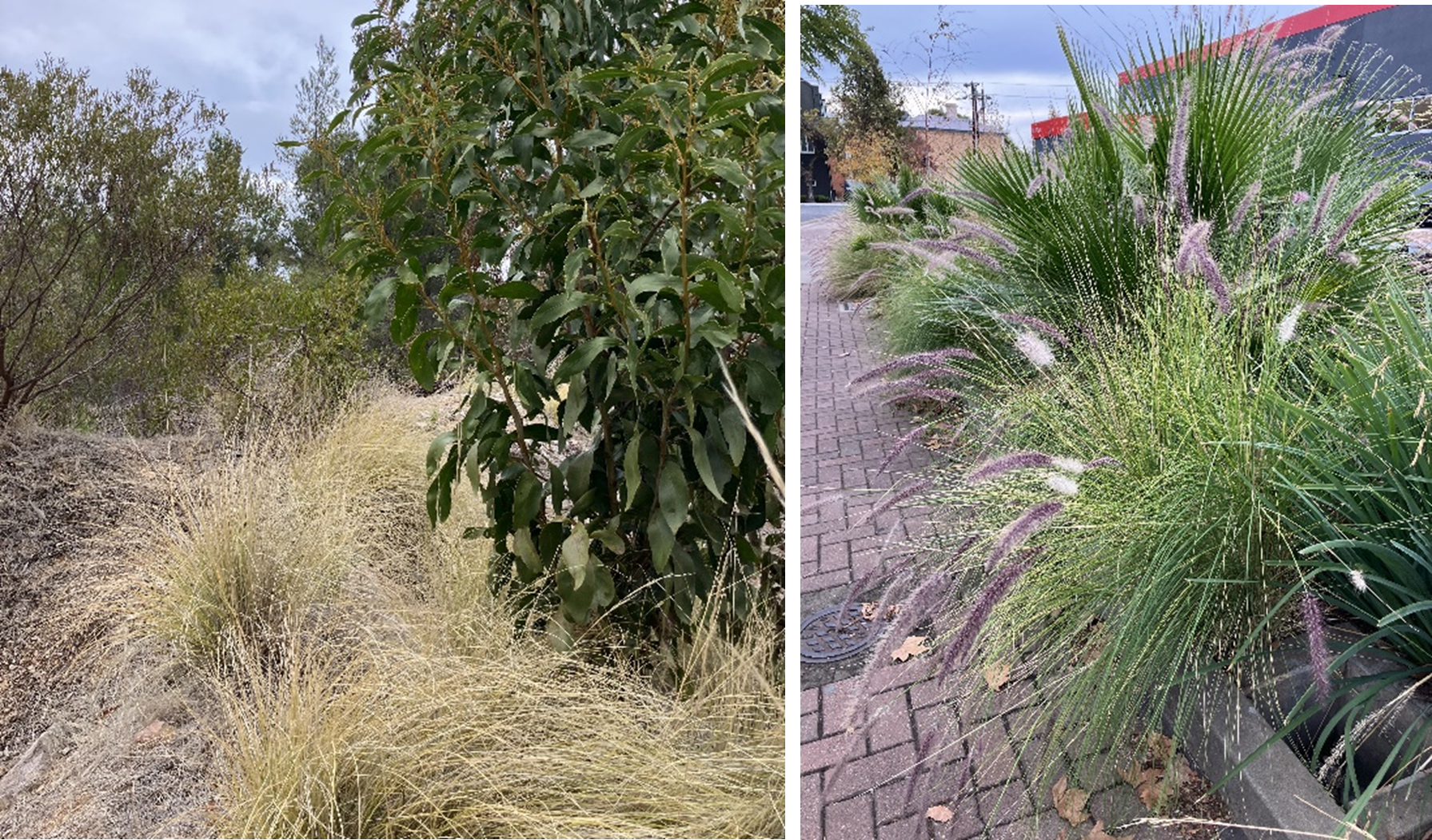 (Left) Fountain grass leaves will turn a straw colour in dry conditions, but otherwise (right) has thin, green leaves that are long and narrow.