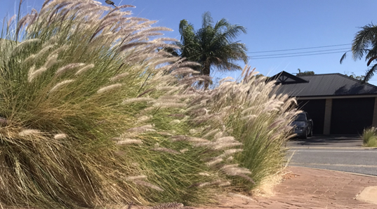 Fountain grass growing in an Adelaide street