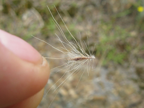 Feathery seed head of fountain grass